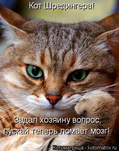 Котоматрица: Кот Шредингера! Задал хозяину вопрос, пускай теперь ломает мозг!