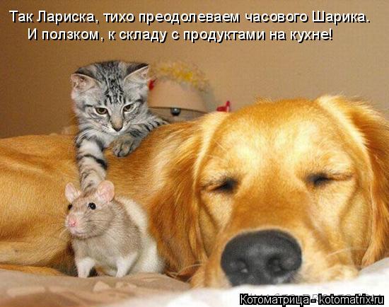 Котоматрица: Так Лариска, тихо преодолеваем часового Шарика. И ползком, к складу с продуктами на кухне!