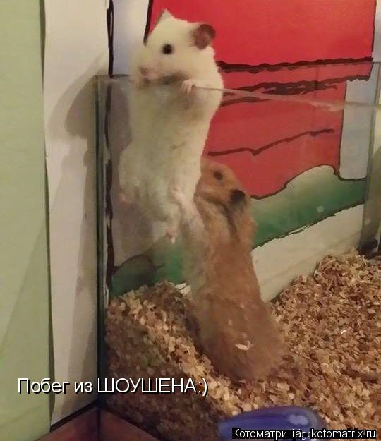 Побег из ШОУШЕНА:)... Котоматрица: Побег из ШОУШЕНА:)