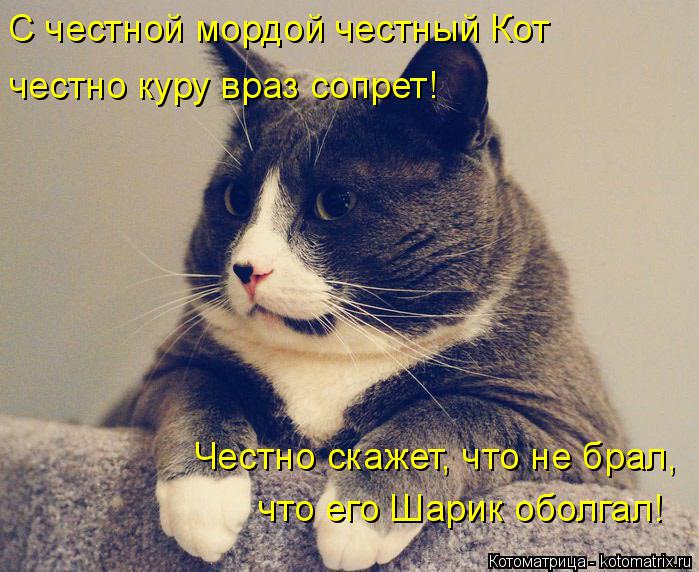 Котоматрица: С честной мордой честный Кот честно куру враз сопрет! Честно скажет, что не брал, что его Шарик оболгал!