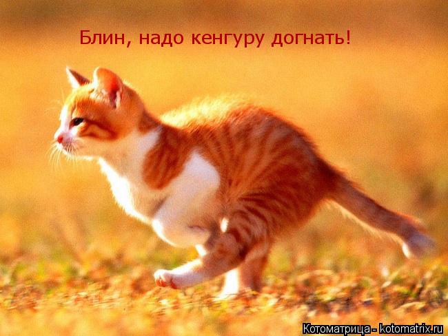 Котоматрица: Блин, надо кенгуру догнать!