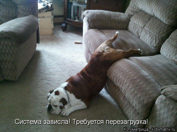 Котоматрица: Система зависла! Требуется перезагрузка!