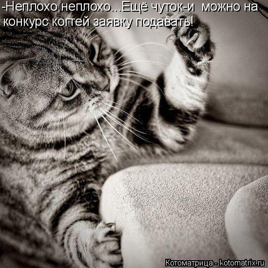 Котоматрица: -Неплохо,неплохо...Ещё чуток-и  можно на конкурс когтей заявку подавать!