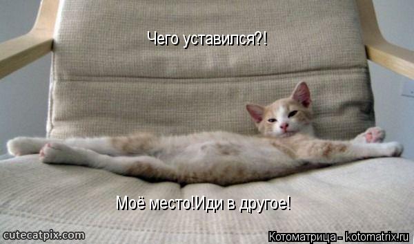 Котоматрица: Моё место!Иди в другое! Чего уставился?!