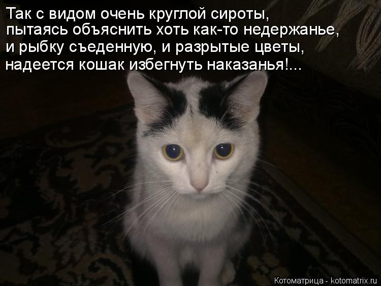 Котоматрица: Так с видом очень круглой сироты, пытаясь объяснить хоть как-то недержанье, и рыбку съеденную, и разрытые цветы, надеется кошак избегнуть на