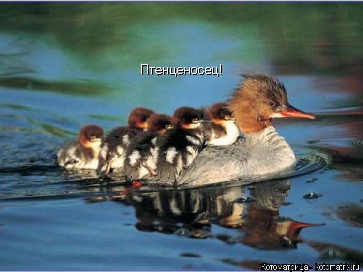 Котоматрица: Птенценосец!