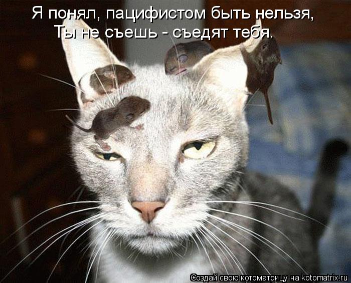 Котоматрица: Я понял, пацифистом быть нельзя, Ты не съешь - съедят тебя.
