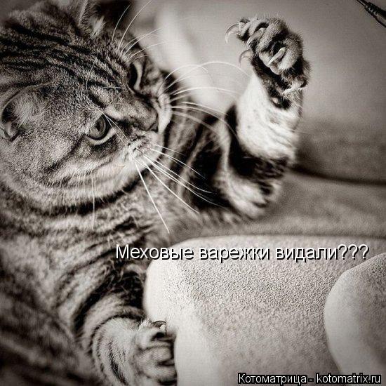 Котоматрица: Меховые варежки видали???