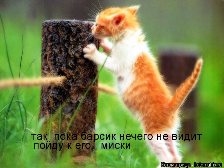Котоматрица: так  пока барсик нечего не видит  пойду к его   миски