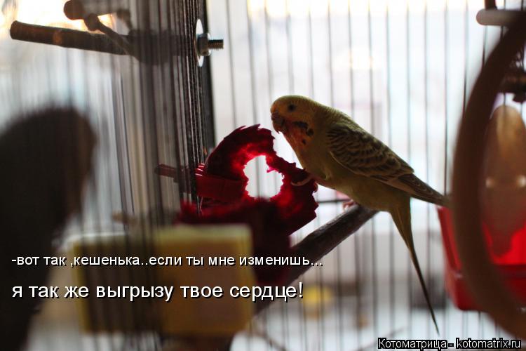 Котоматрица: -вот так ,кешенька..если ты мне изменишь... я так же выгрызу твое сердце!