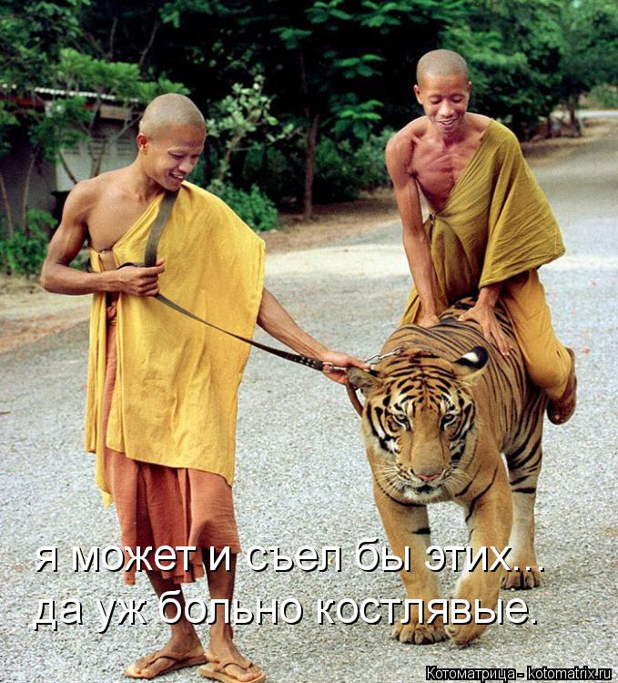 Котоматрица: я может и съел бы этих... да уж больно костлявые.