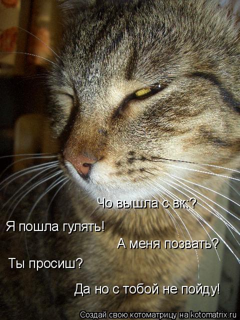 Котоматрица: Чо вышла с вк:? Я пошла гулять! А меня позвать? Ты просиш? Да но с тобой не пойду!