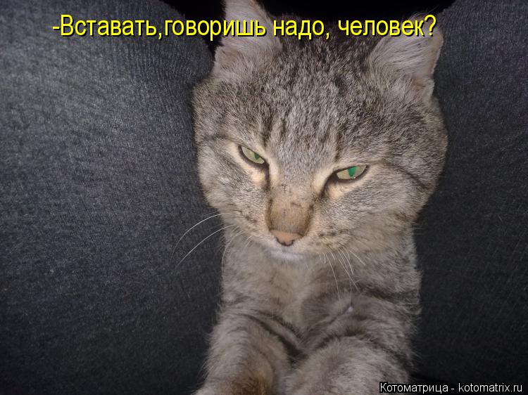 Котоматрица: -Вставать,говоришь надо, человек?