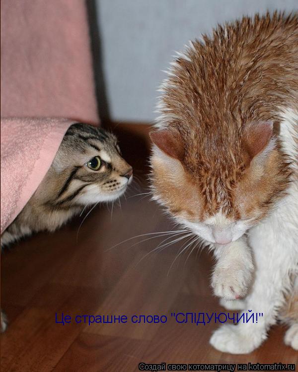 Котоматрица: Це страшне слово "СЛІДУЮЧИЙ!"