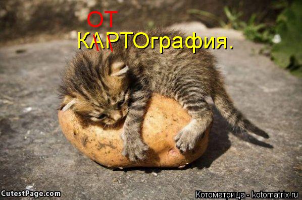 Котоматрица: КАРТОграфия. \ \ ОТ