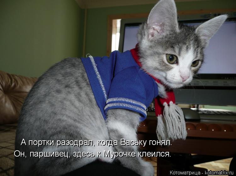 Котоматрица: А портки разодрал, когда Ваську гонял. Он, паршивец, здесь к Мурочке клеился.