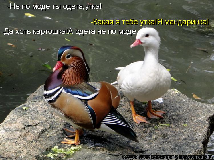 -Не по моде ты одета,утка! -Какая я тебе утка!Я мандаринка! -Да хоть картошка!А одета не по моде...... Котоматрица: -Не по моде ты одета,утка! -Какая я тебе утка!Я мандаринка! -Да хоть картошка!А одета не по моде...