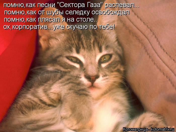 Котоматрица: помню,как песни "Сектора Газа" распевал... помню,как от шубы селедку освобождал помню,как плясал я на столе.. ох,корпоратив...уже скучаю по теб
