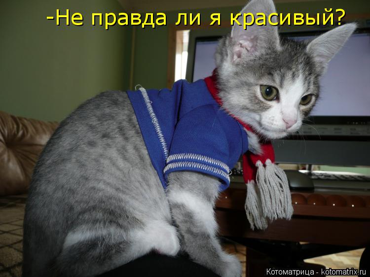 Котоматрица: -Не правда ли я красивый?