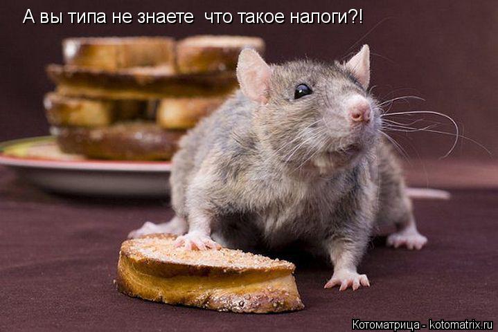 Котоматрица: А вы типа не знаете  что такое налоги?!