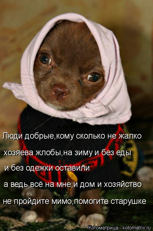 Котоматрица: Люди добрые,кому сколько не жалко хозяева жлобы,на зиму и без еды и без одежки оставили а ведь всё на мне,и дом и хозяйство не пройдите мимо,п