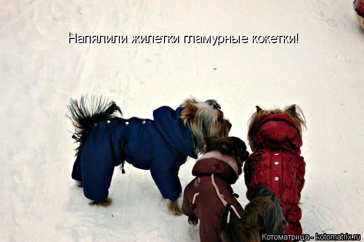 Котоматрица: Напялили жилетки гламурные кокетки!