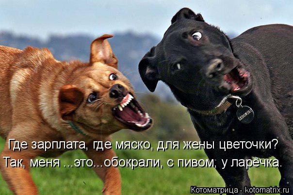 Котоматрица: Где зарплата, где мяско, для жены цветочки? Так, меня ...это...обокрали, с пивом, у ларёчка.