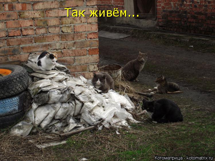 Котоматрица: Так живём...