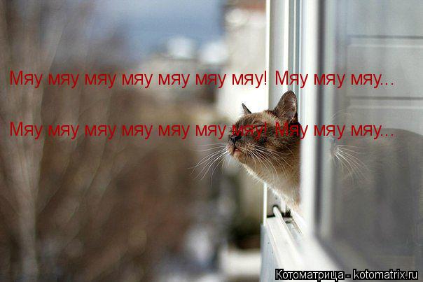 Котоматрица: Мяу мяу мяу мяу мяу мяу мяу! Мяу мяу мяу... Мяу мяу мяу мяу мяу мяу мяу! Мяу мяу мяу...