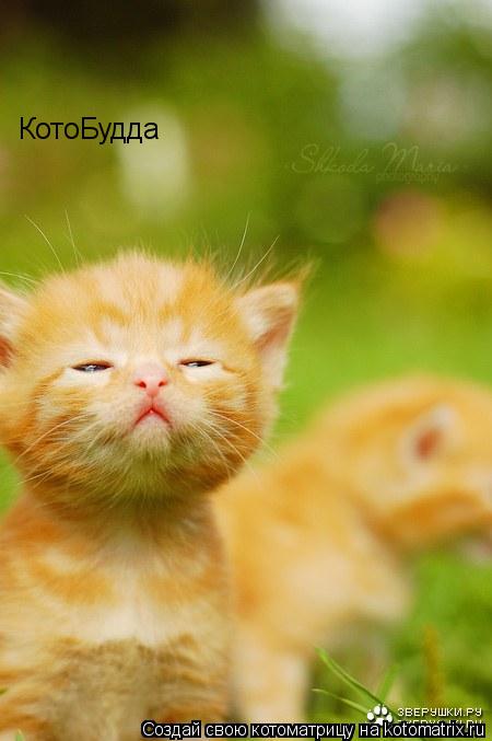 Котоматрица: КотоБудда