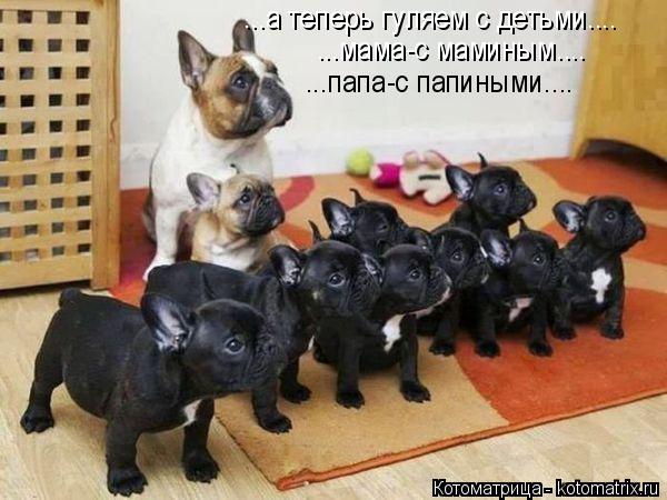 Котоматрица: ...а теперь гуляем с детьми.... ...мама-с маминым.... ...папа-с папиными....