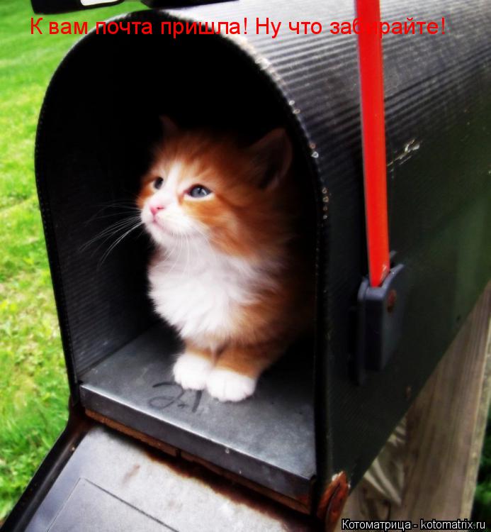Котоматрица: К вам почта пришла! Ну что забирайте!
