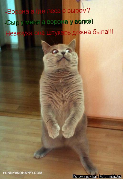 Котоматрица: -Ворона а где леса с сыром? -Сыр у меня а ворона у волка! Невезуха она штукарь дожна была!!!