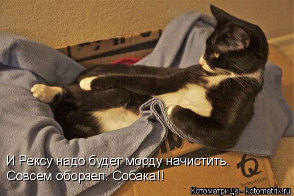 Котоматрица: И Рексу надо будет морду начистить. Совсем оборзел. Собака!!