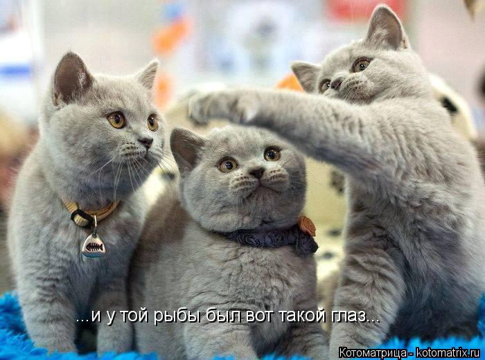 Котоматрица: ...и у той рыбы был вот такой глаз...