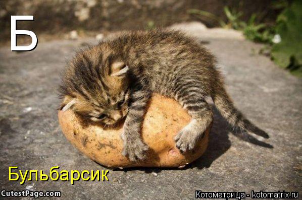 Б Бульбарсик... Котоматрица: Б Бульбарсик
