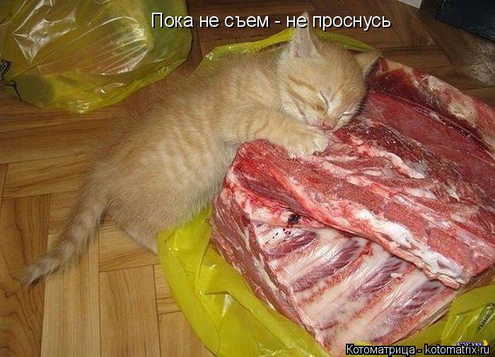 Котоматрица: Пока не съем - не проснусь