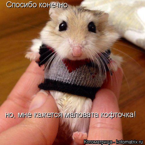 Котоматрица: Спосибо конечно но, мне кажется маловата кофточка!