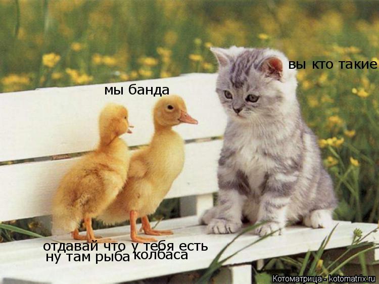 Котоматрица: вы кто такие мы банда отдавай что у тебя есть ну там рыба колбаса