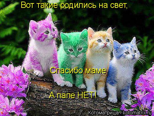 Котоматрица: Вот такие родились на свет, Спасибо маме А папе НЕТ!