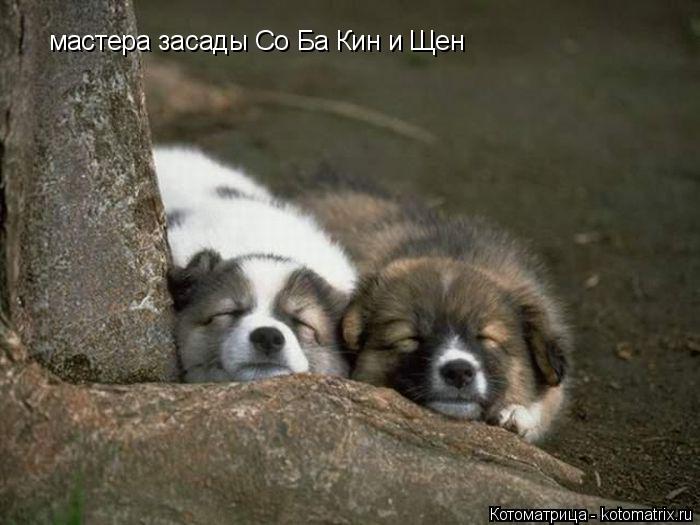 Котоматрица: мастера засады Со Ба Кин и Щен