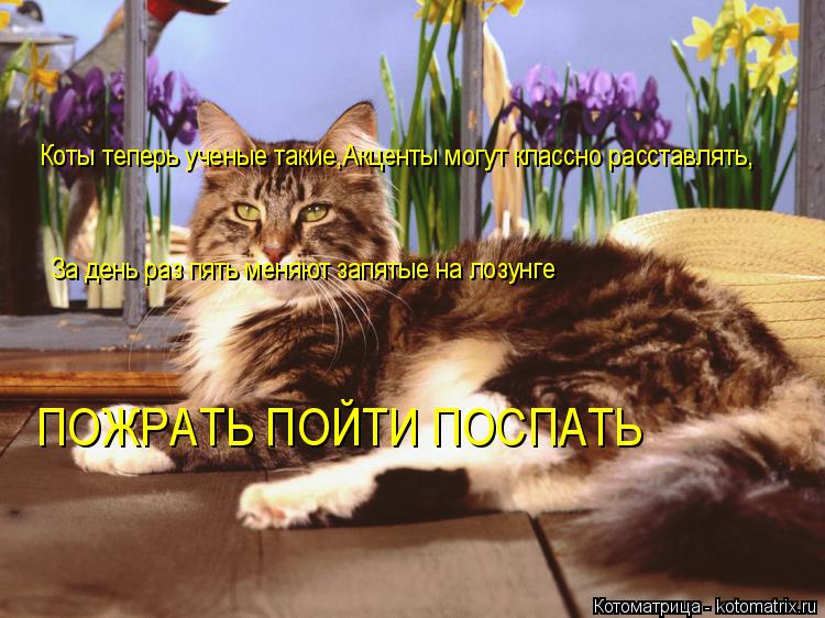 Котоматрица: Коты теперь ученые такие,Акценты могут классно расставлять, За день раз пять меняют запятые на лозунге  ПОЖРАТЬ ПОЙТИ ПОСПАТЬ