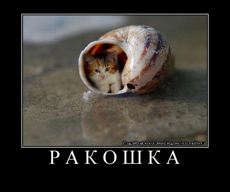 Котоматрица: РАКОШКА 