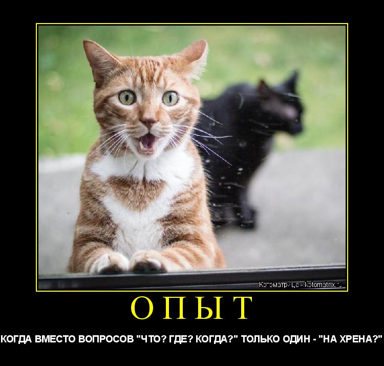 Котоматрица: ОПЫТ КОГДА ВМЕСТО ВОПРОСОВ "ЧТО? ГДЕ? КОГДА?" ТОЛЬКО ОДИН - "НА ХРЕНА?"