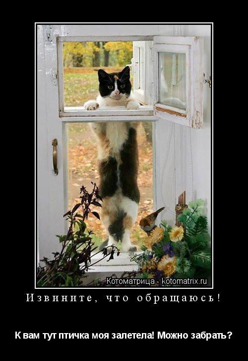 Котоматрица: Извините, что обращаюсь! К вам тут птичка моя залетела! Можно забрать?