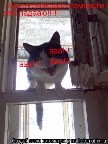 Котоматрица: хооооозяйкаааа помоооги яяя падааю!!!!!  яяя падааю!!!!! ааа!!! ааа!!! ааа!!!