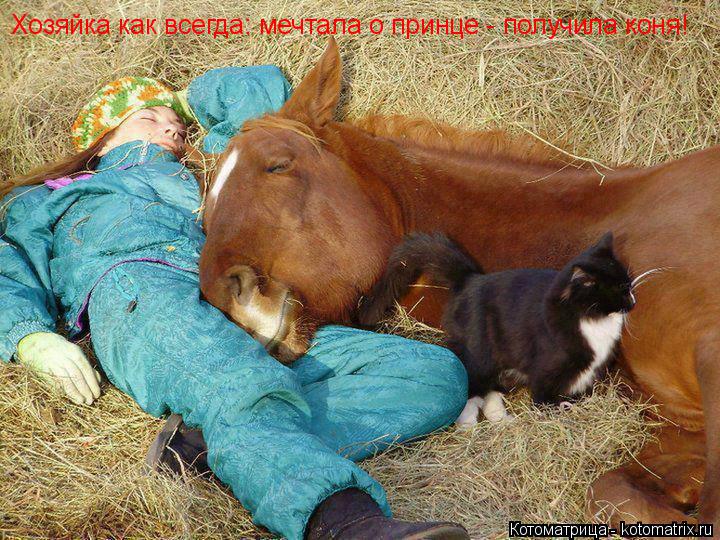 Котоматрица: Хозяйка как всегда: мечтала о принце - получила коня!