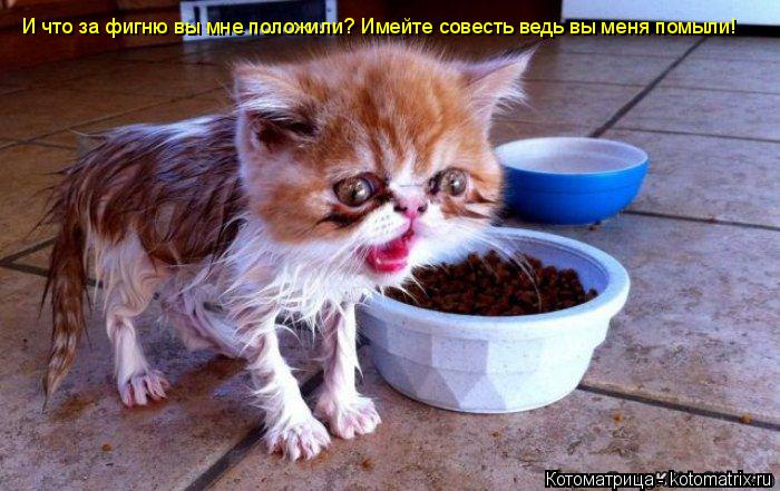 И что за фигню вы мне положили? Имейте совесть ведь вы меня помыли!... Котоматрица: И что за фигню вы мне положили? Имейте совесть ведь вы меня помыли!