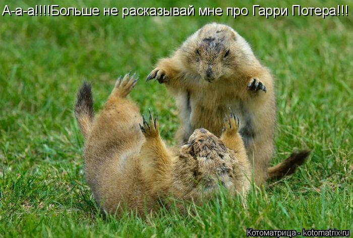 А-а-а!!!!Больше не расказывай мне про Гарри Потера!!!... Котоматрица: А-а-а!!!!Больше не расказывай мне про Гарри Потера!!!