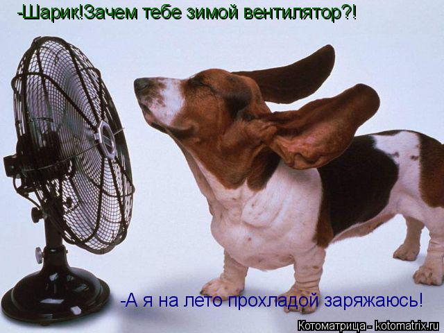 -Шарик!Зачем тебе зимой вентилятор?! -А я на лето прохладой заряжаюсь!... Котоматрица: -Шарик!Зачем тебе зимой вентилятор?! -А я на лето прохладой заряжаюсь!